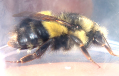 Bombus flavifrons