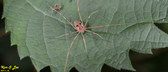 Bidentolophus bidens