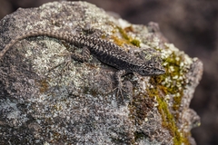 Villarica Tree Iguana photo 2