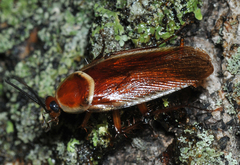 Pseudomops septentrionalis