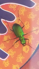 Cicindela denikei