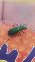 Cicindela denikei