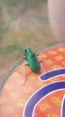Cicindela denikei