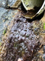 Vertebrata hendryi