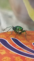 Cicindela denikei
