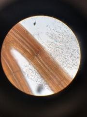 Vertebrata hendryi