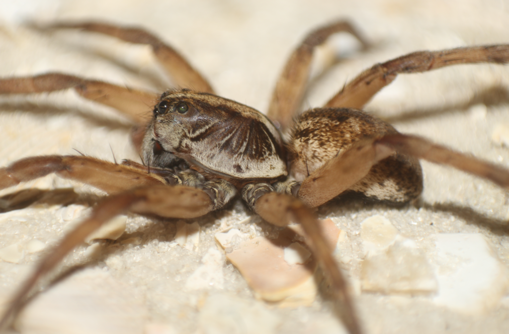 Miami Wolf Spider