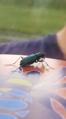 Cicindela denikei