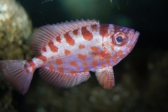 Bright Glasseye photo 3