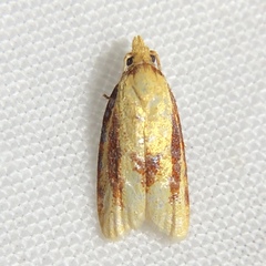 Sparganothis bistriata