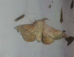 Cicinnus melsheimeri