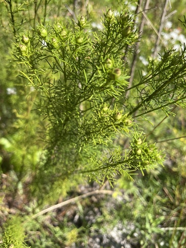 Image of Dalea pinnata by no rights reserved