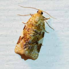 Archips argyrospila