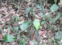 Smilax glabra