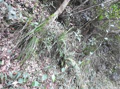 Smilax glabra