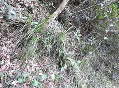 Smilax glabra