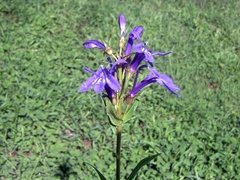 Lobelia sessilifolia