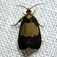 Olethreutes osmundana