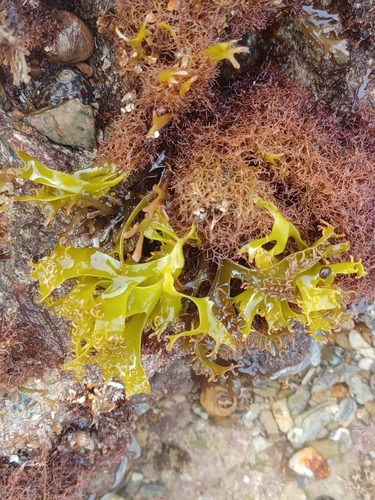 Image of Mastocarpus stellatus by no rights reserved