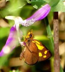 Metisella metis paris