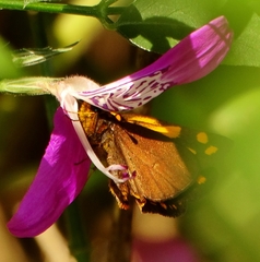 Metisella metis paris
