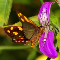 Metisella metis paris