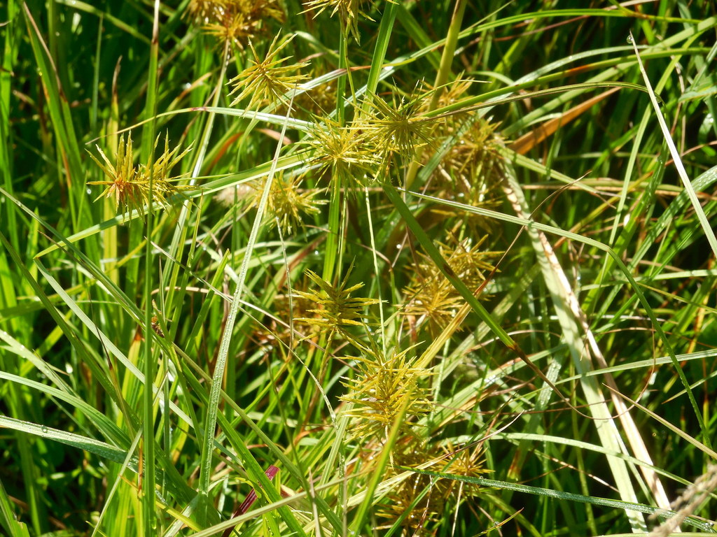 Straw Colored Flatsedge From Williamsburg Florida United States On