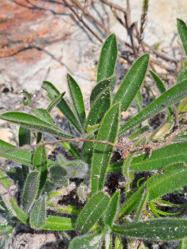Image of Echiostachys ecklonianus by (c) Eugene Hahndiek, some rights reserved (CC BY-SA)