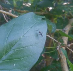 Taeniaptera trivittata