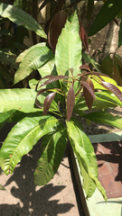 Mangifera indica