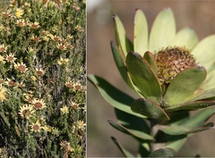 Leucadendron elimense elimense