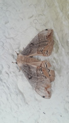 Arsenura polyodonta