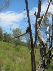 Suhpalacsa dietrichiae