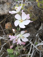 Malacothamnus clementinus