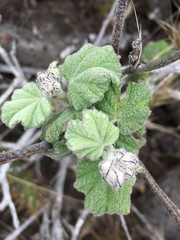 Malacothamnus clementinus