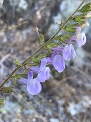 Sairocarpus vexillocalyculatus vexillocalyculatus