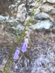 Sairocarpus vexillocalyculatus vexillocalyculatus