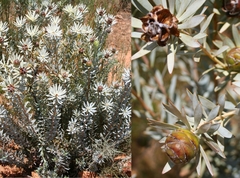 Leucadendron loranthifolium