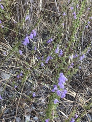 Sairocarpus vexillocalyculatus vexillocalyculatus