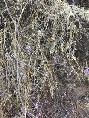 Sairocarpus vexillocalyculatus vexillocalyculatus