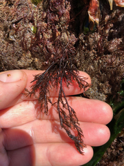 Cryptosiphonia woodii