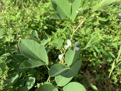 Dendrolobium umbellatum