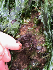 Cryptosiphonia woodii