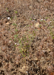 Acmispon americanus americanus
