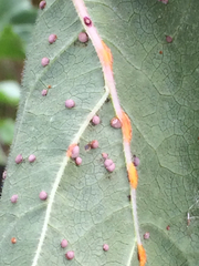Pucciniaceae