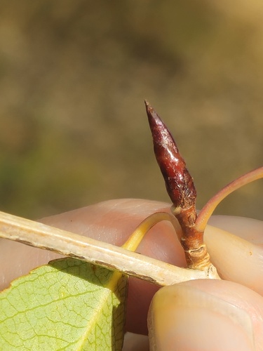 iNaturalist observation 2024-09-23