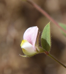Acmispon americanus americanus
