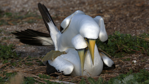 Sula dactylatra observed 2008-03-08