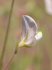Acmispon americanus americanus