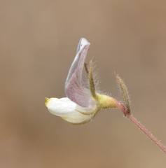 Acmispon americanus americanus